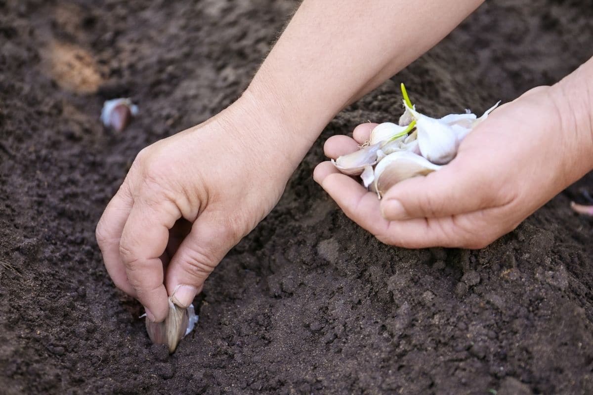 Master Garlic Growing: Propagate Like a Pro