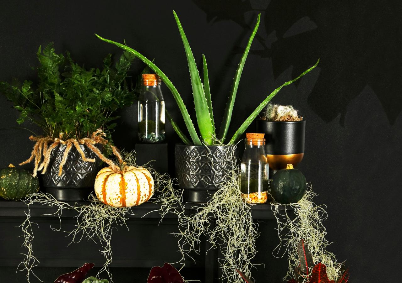 Halloween Houseplants That Will Creep Out Your Guests