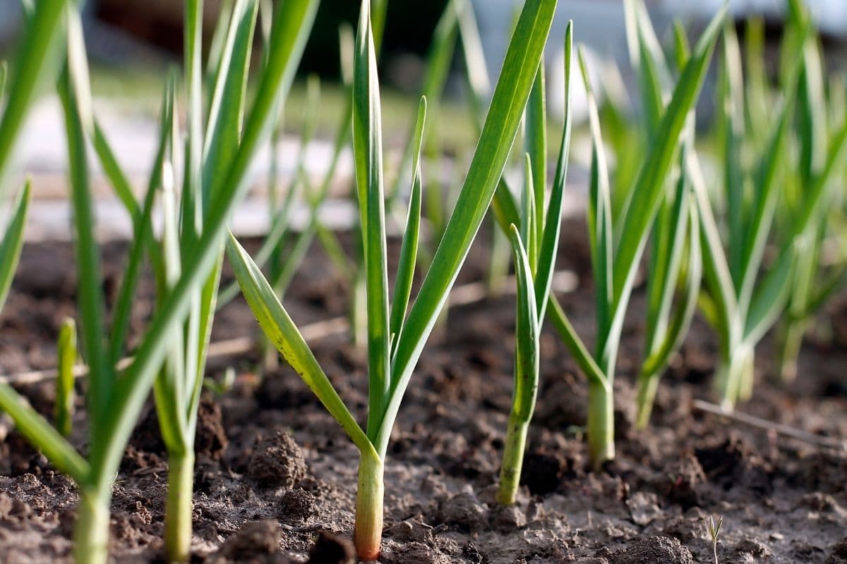 Master the Art of Garlic Growing: How To Propagate Garlic Like a Pro