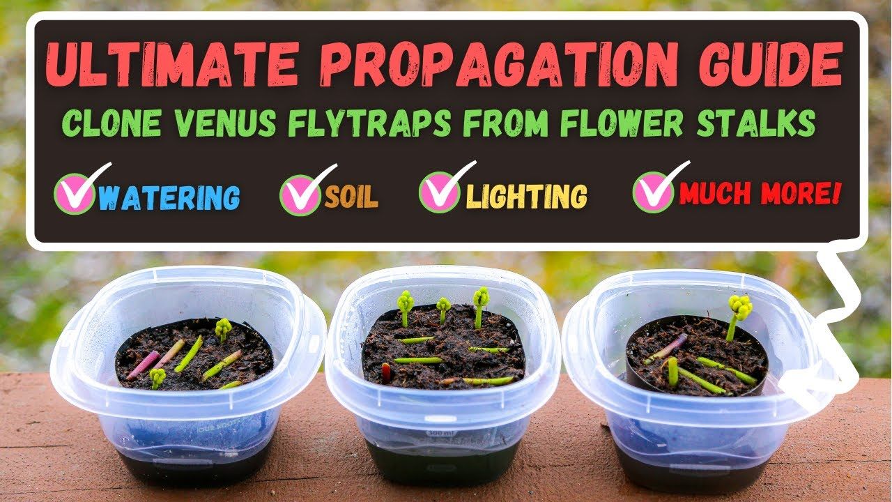 Master Venus Fly Trap Propagation With These Tried-and-Tested Techniques