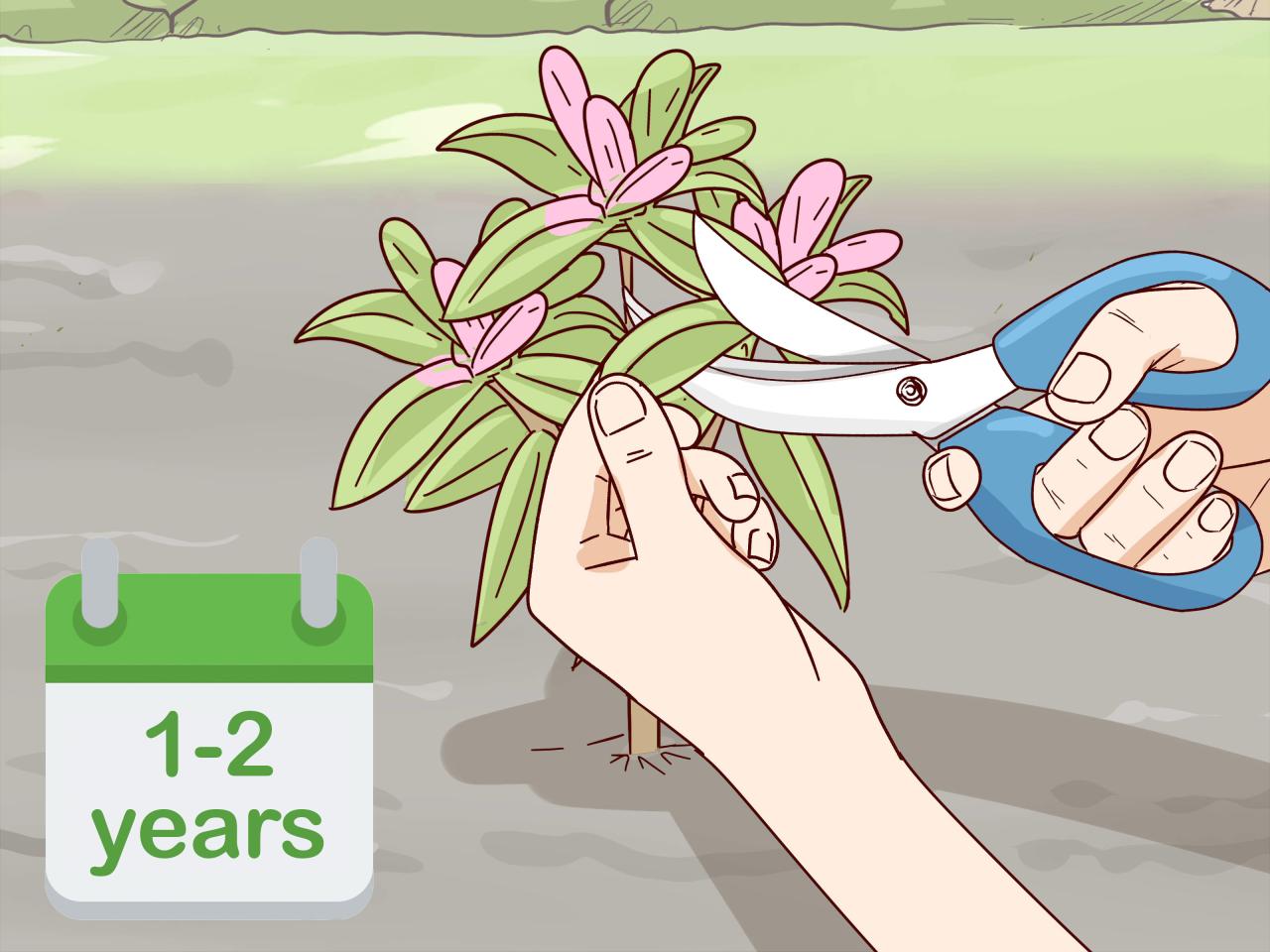 How to Make Your Rodgers Plant the Envy of All Your Friends