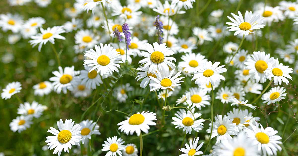 How To Grow A Chamomile Lawn In Shady Areas