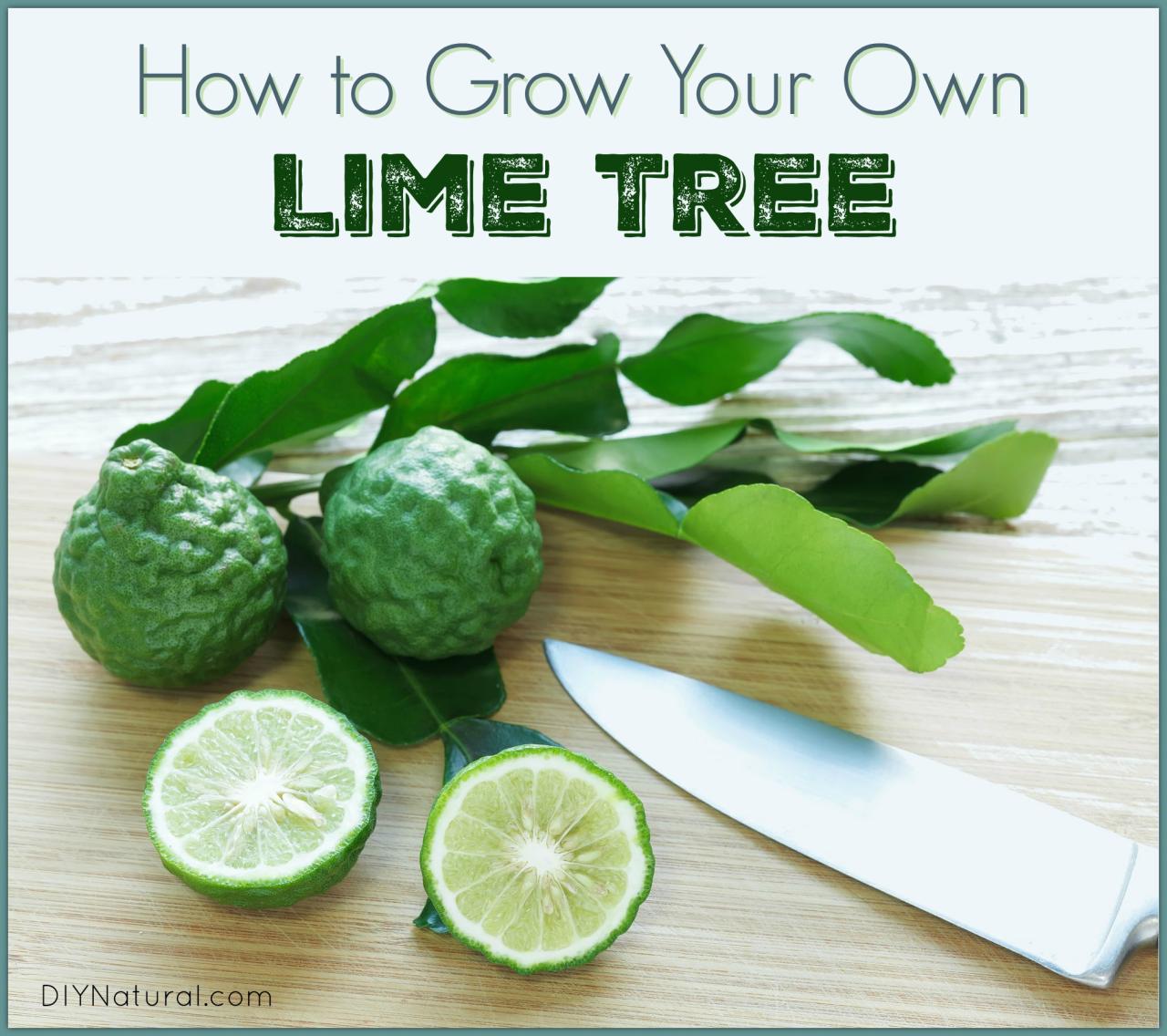 How to Get the Most Out of Kaffir Lime Leaf: Essential Tips for Delicious Results