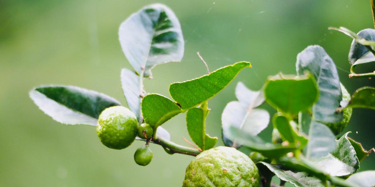 How to Get the Most Out of Kaffir Lime Leaf: Essential Tips for Delicious Results