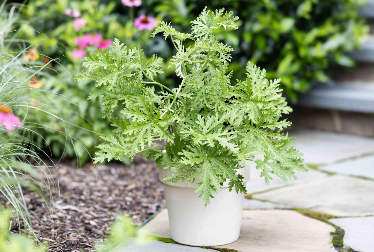 Citronella Plant: How to Grow and Use This Powerful Herb for Natural Pest Control