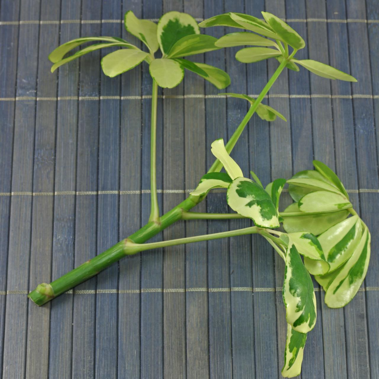 Discover How to Easily Propagate Schefflera and Watch It Grow