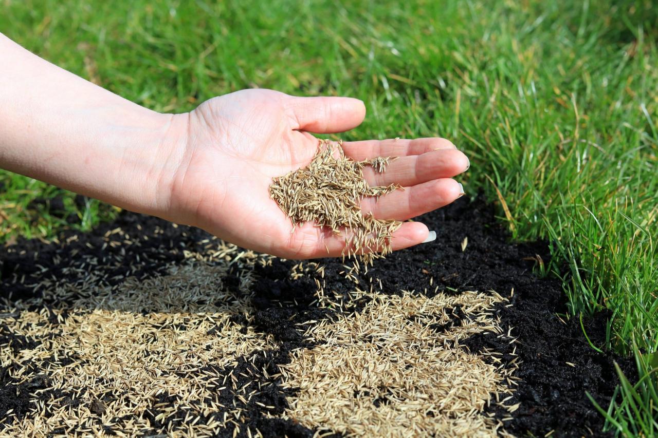 The Ultimate Timing Hack: When to Sow Grass Seed in the UK