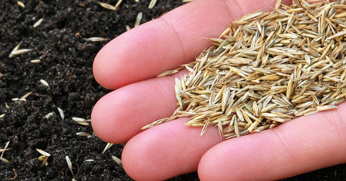 When Is the Best Time to Sow Grass Seed? Expert Tips for Lawn Success