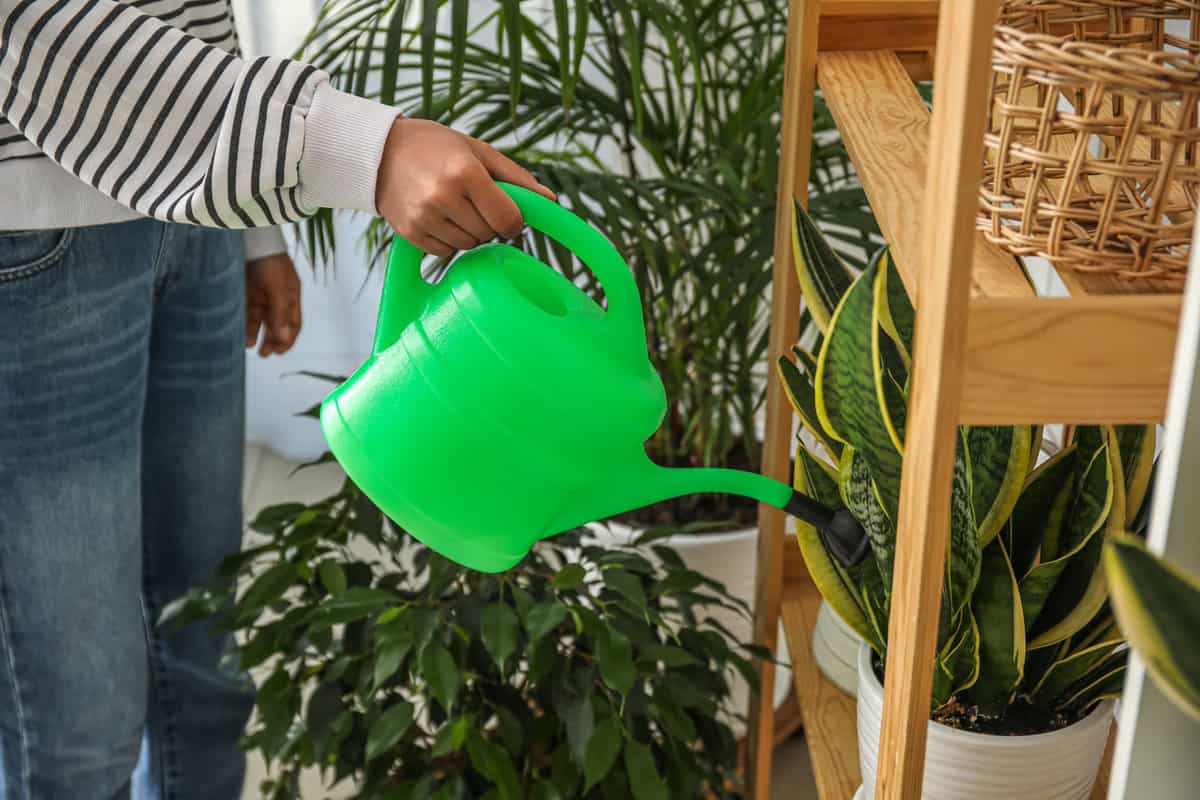 Watering Snake Plants: A Seasonal Guide for Beginners