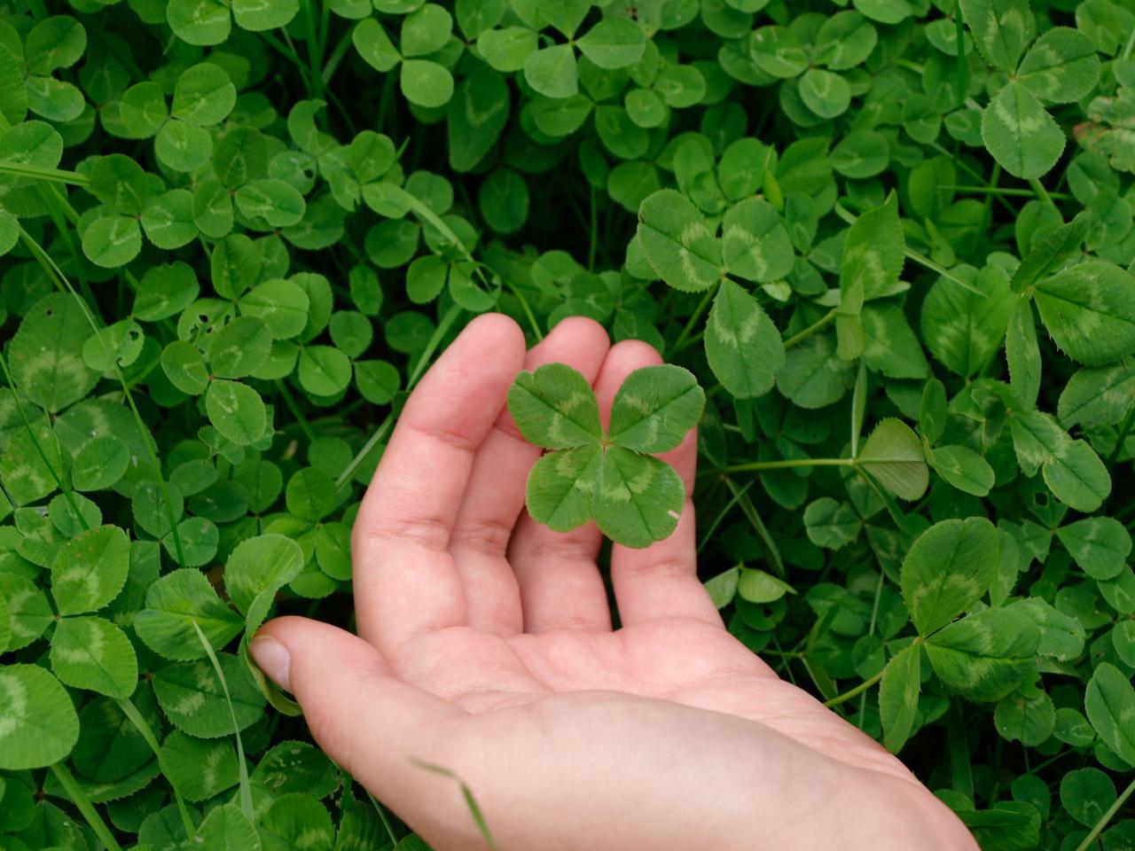 The Essential Guide to Finding and Growing Four Leaf Clovers