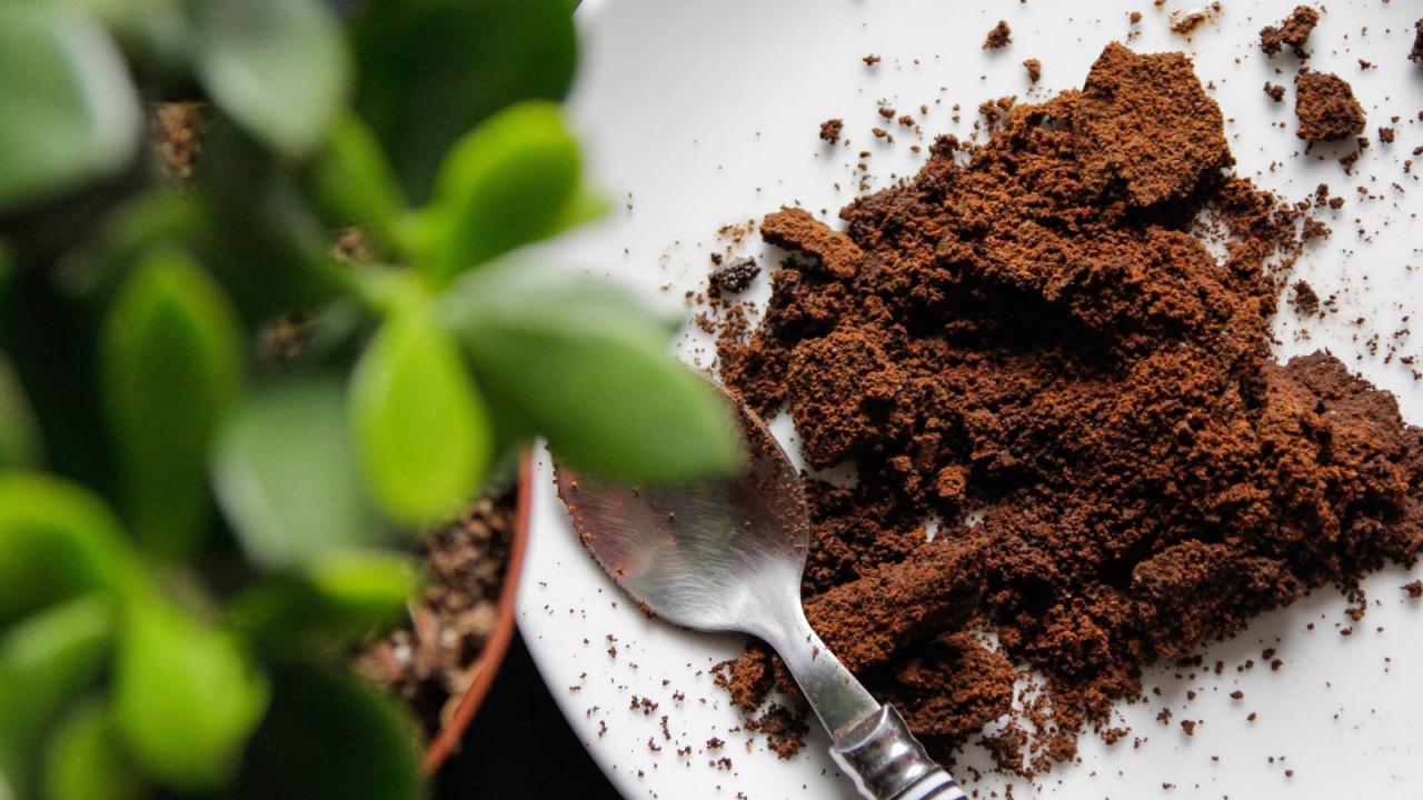 How to Use Coffee Grounds to Help Flowering Plants Bloom