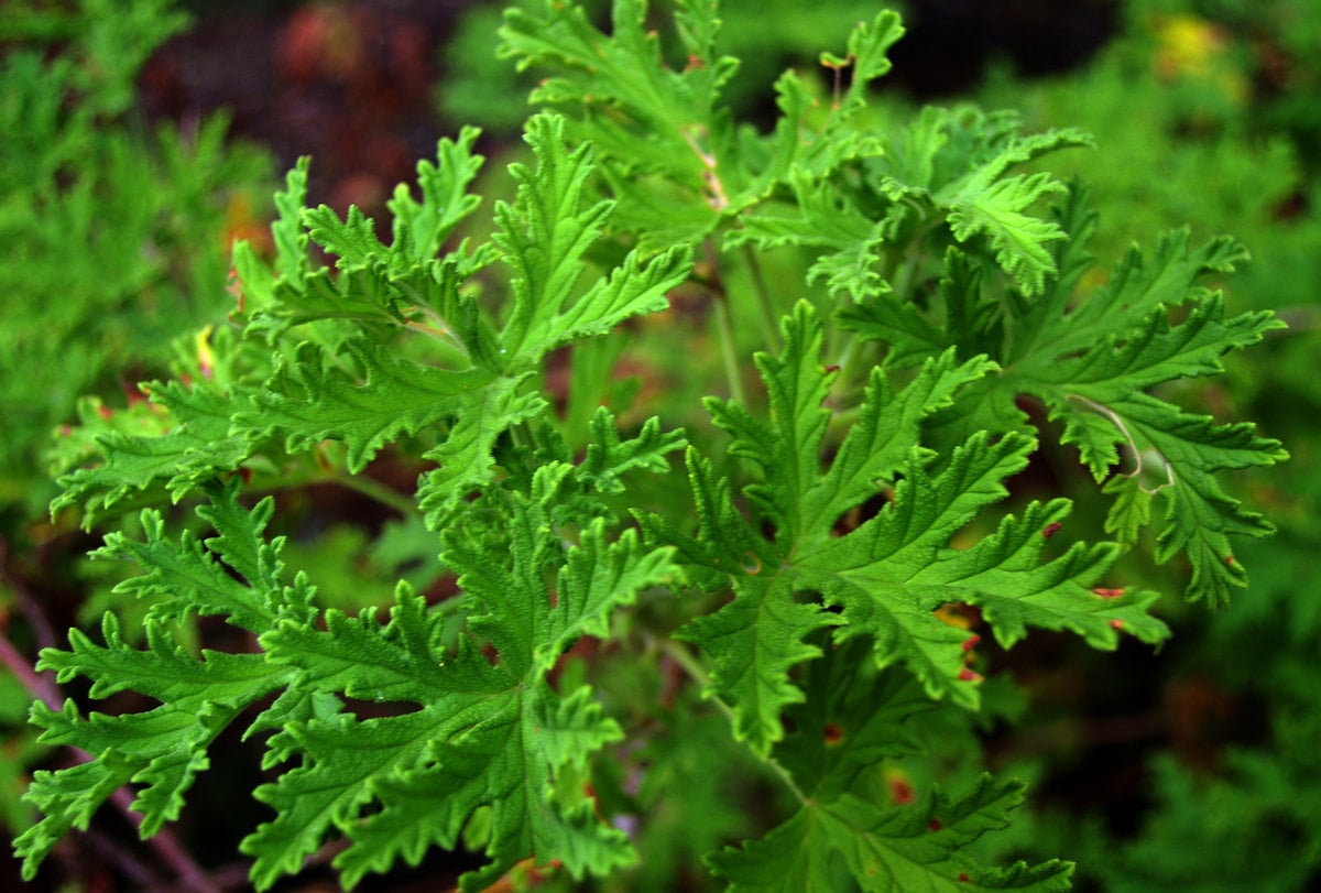 Grow Citronella: Natural Pest Control