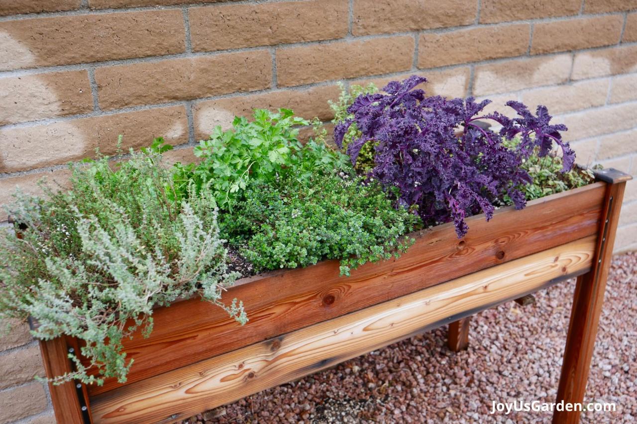 Why Certain Herbs Aren’t Suitable for Raised Beds