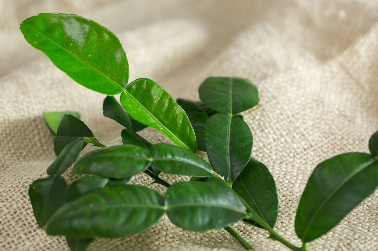 How to Store and Use Kaffir Lime Leaf: Tips for Maintaining Freshness and Flavor