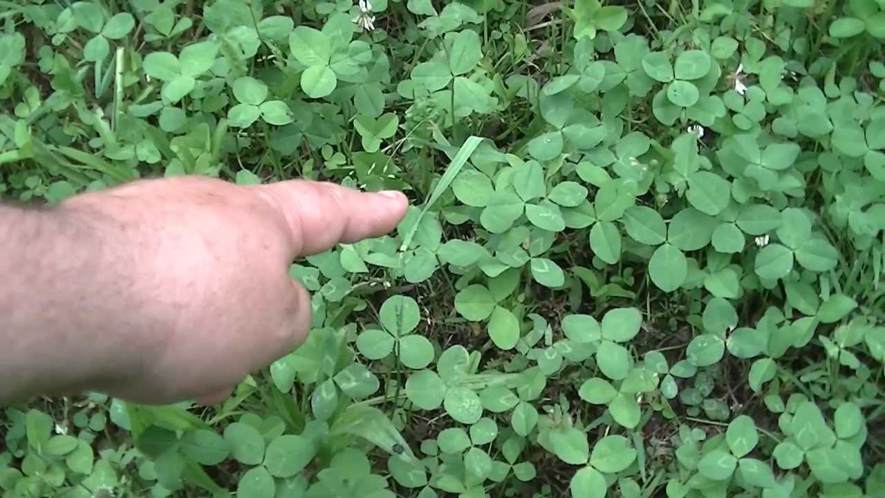 The Essential Guide to Finding and Growing Four Leaf Clovers