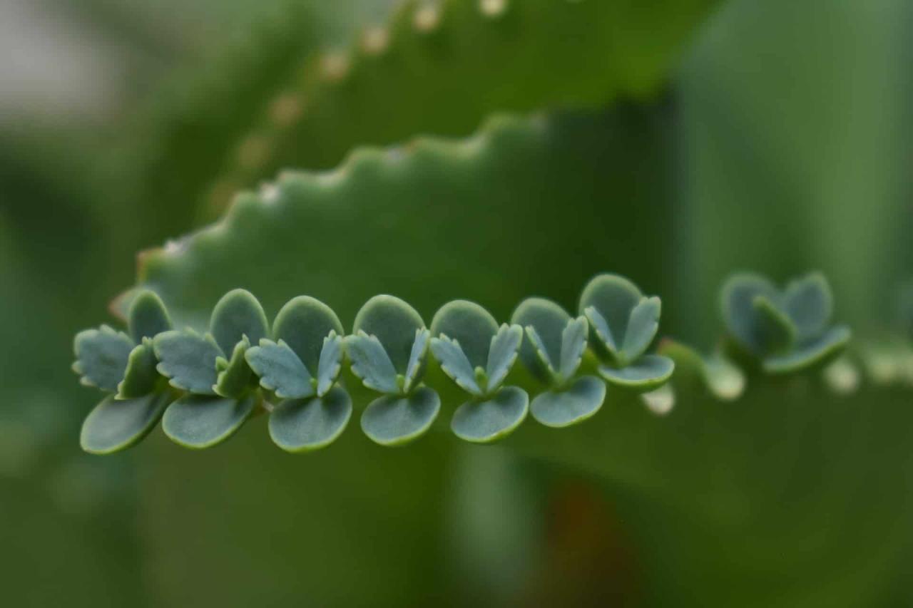 Tips and Tricks for Successful Propagation of Mother of Thousands