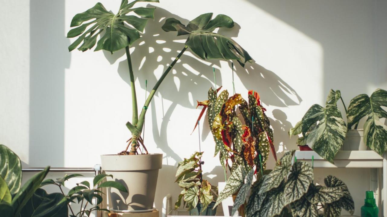 How to Repot Common Houseplants Without Damaging Roots